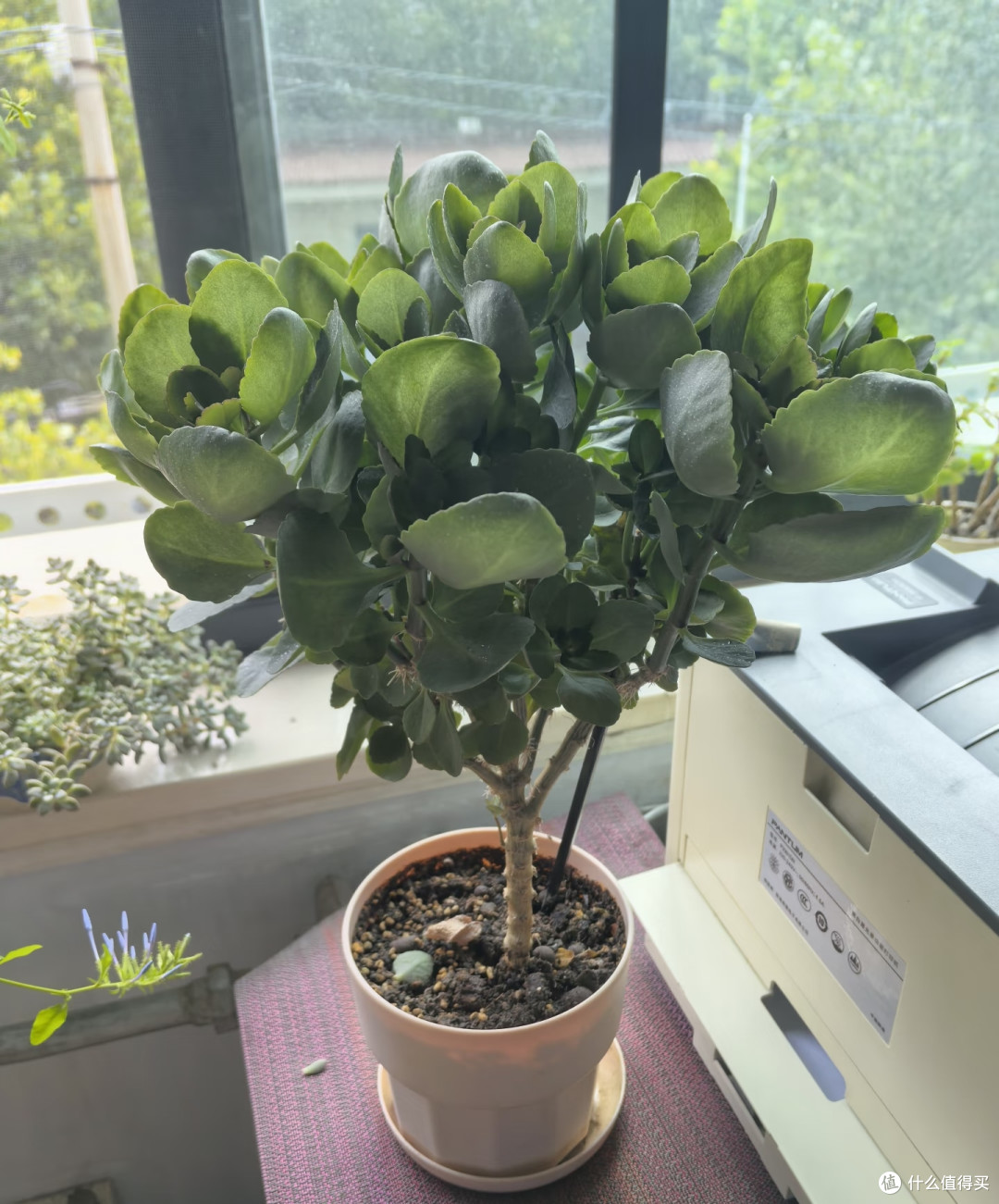 我家长寿花年年爆花,全靠秋天这几招,分享给大家!