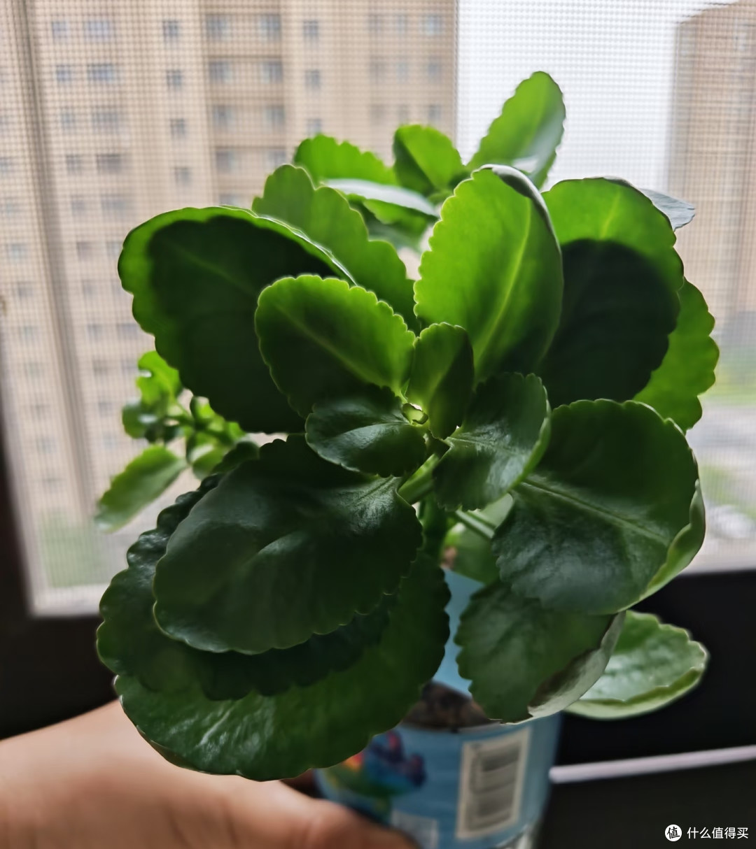 我家长寿花年年爆花,全靠秋天这几招,分享给大家!