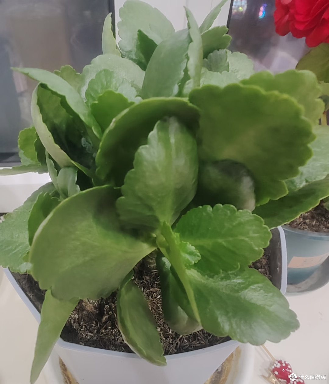 我家长寿花年年爆花,全靠秋天这几招,分享给大家!