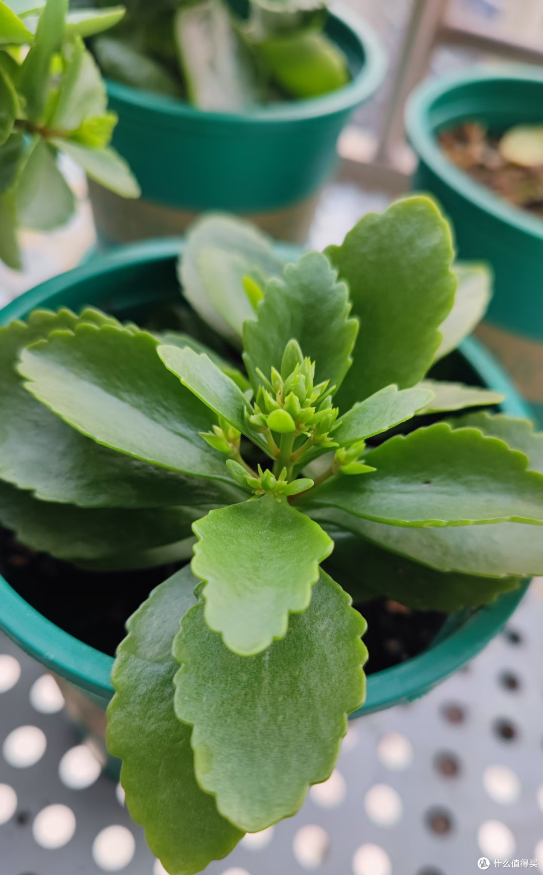 我家长寿花年年爆花,全靠秋天这几招,分享给大家!