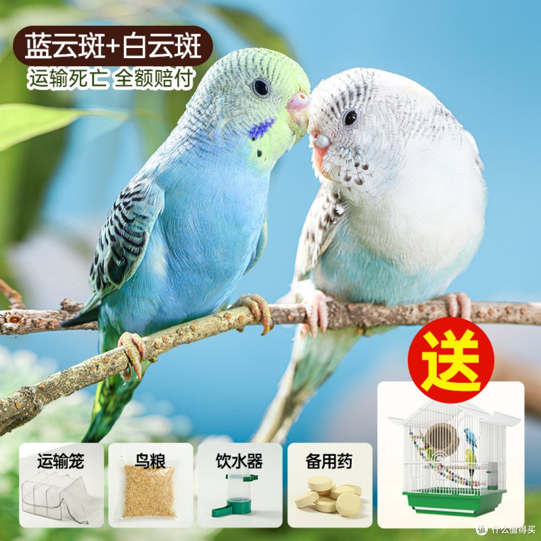 虎皮鹦鹉到底值不值得养？新手手养体验分享，会说话会蹭手心