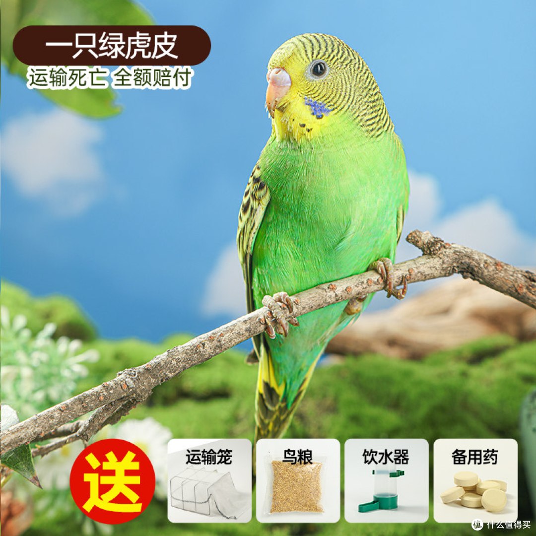 虎皮鹦鹉到底值不值得养？新手手养体验分享，会说话会蹭手心
