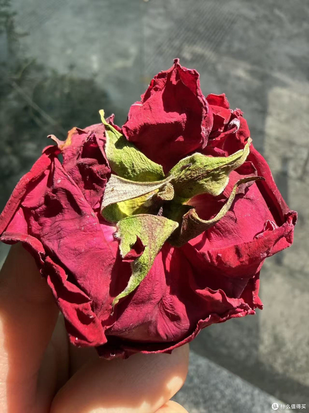 女生必喝！整朵大花冠冻干墨红玫瑰，氛围感直接拉满