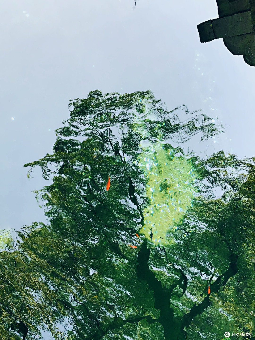 夏去秋来好出游！济南趵突泉秋日游玩攻略
