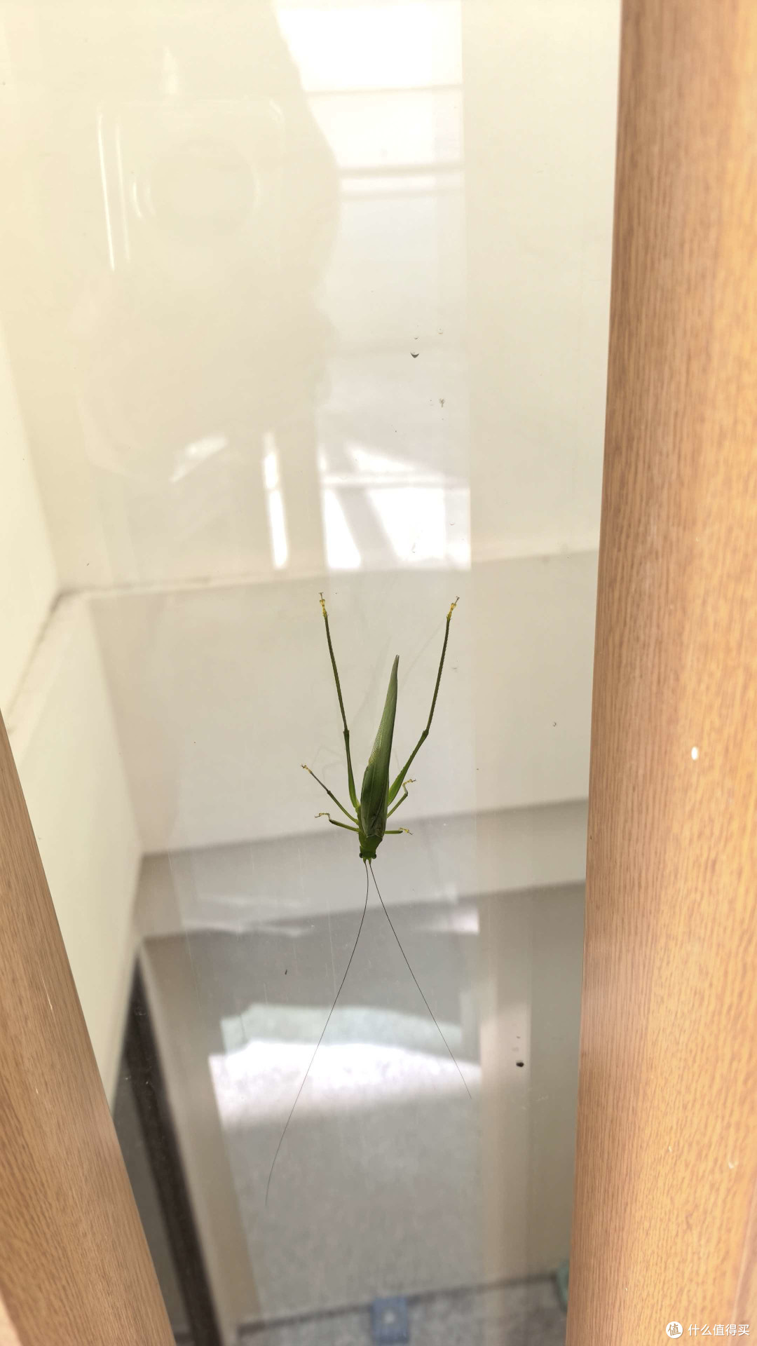 山里这样的小虫较多，有孩子的可以尝试捉着玩