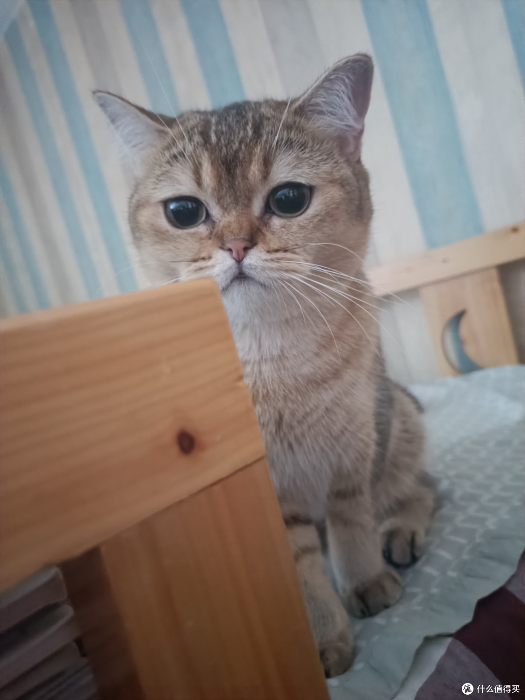 在剥虾仁，大馋猫闻着味儿就来了，不停捣乱，跟它说“明天吃哦，你要是想吃你就贴贴。”然后这个大傻子居然听懂贴贴了。平常非常独立高冷不贴贴的咪。心眼子全在吃的上面了。