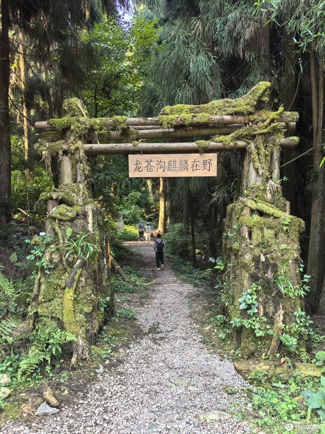 夏去秋来好出游,龙苍沟:12km 环线走完,野趣拉满的森系