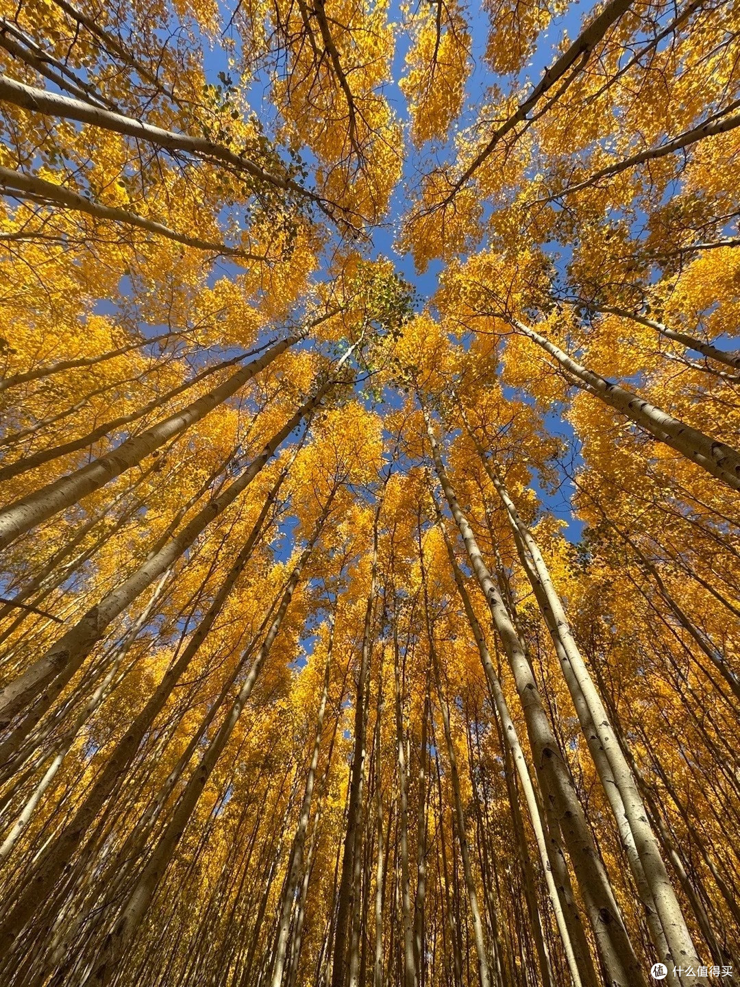 翻出去年 9 月呼伦贝尔赏秋实拍,内蒙的秋天才是秋日童话天花板
