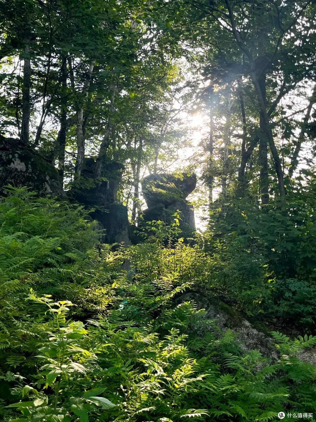 夏去秋来好出游，原始森林➕溪流，横道河子赛级轻徒步路线！