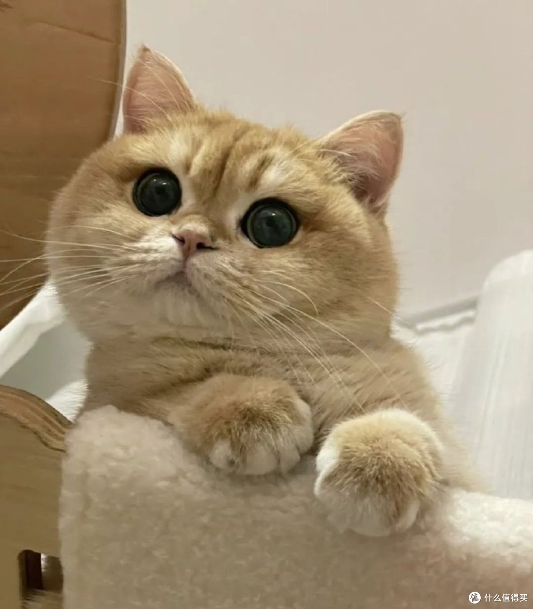 养猫之后才懂,被小毛孩全身心依赖有多幸福