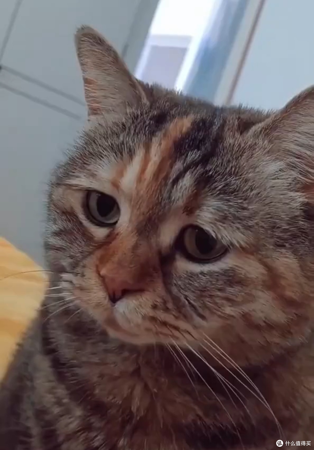 养猫之后才懂,被小毛孩全身心依赖有多幸福