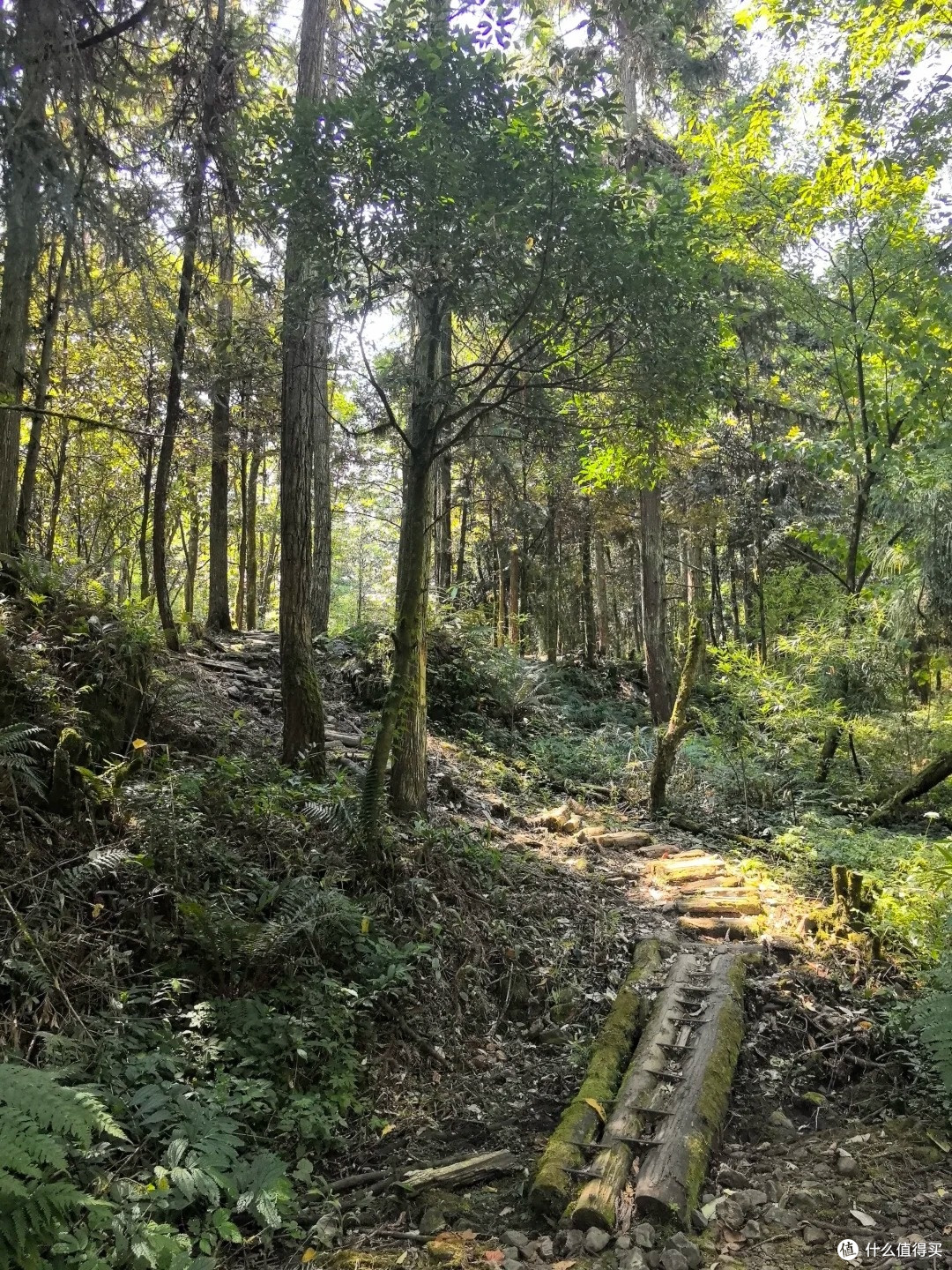 夏去秋来好出游,龙苍沟:12km 环线走完,野趣拉满的森系