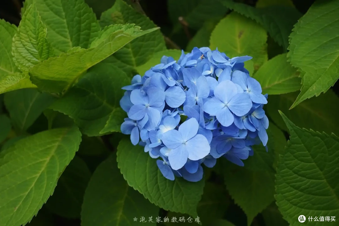 新手到进阶镜头怎么选?从几百到3万元 实测过的镜头一文讲清楚