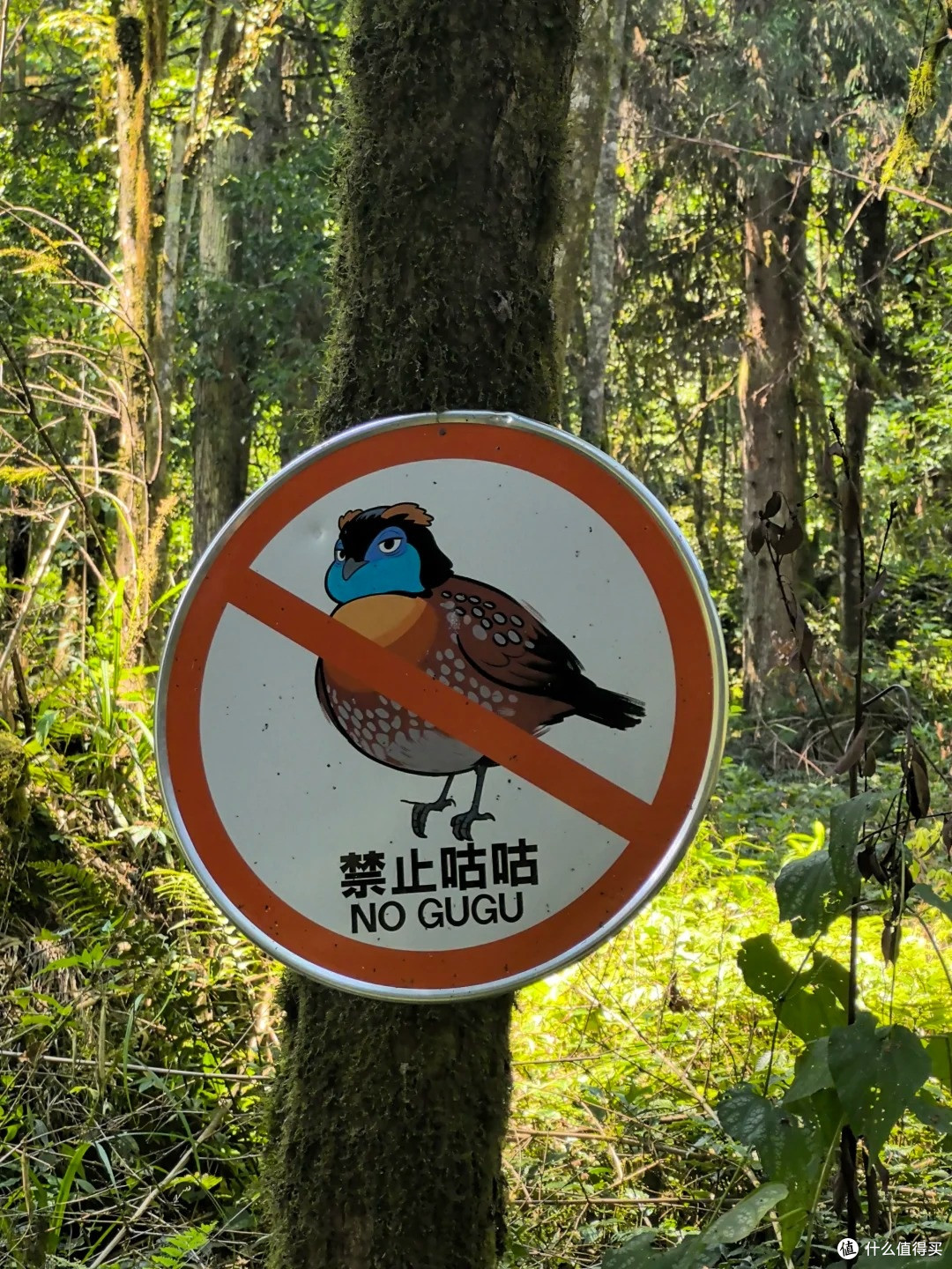 夏去秋来好出游,龙苍沟:12km 环线走完,野趣拉满的森系