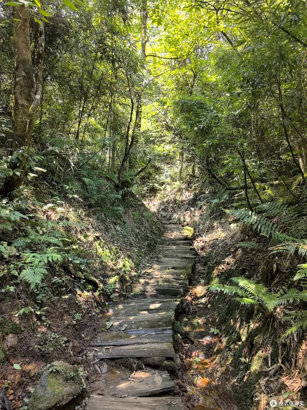 夏去秋来好出游,龙苍沟:12km 环线走完,野趣拉满的森系