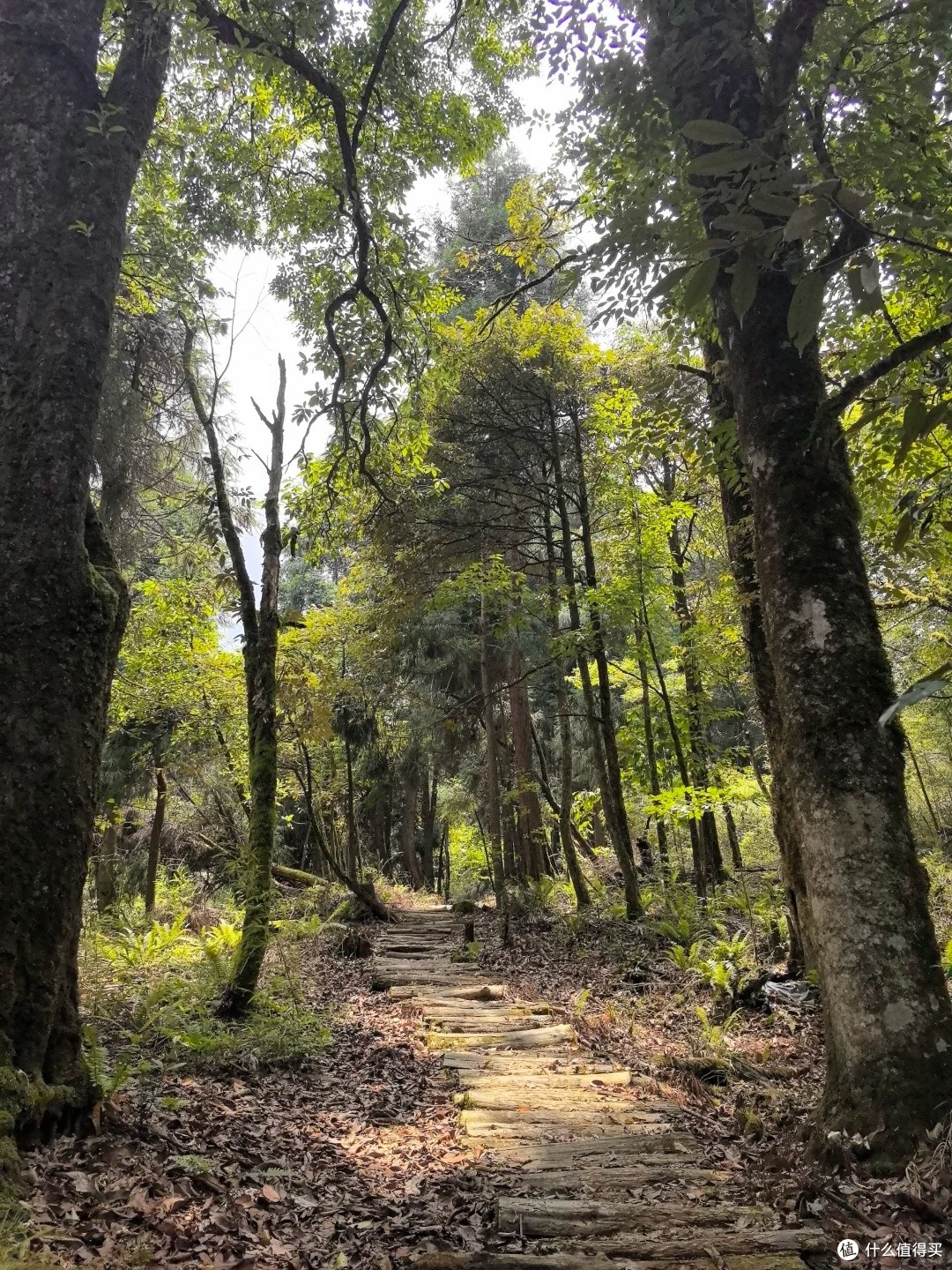 夏去秋来好出游,龙苍沟:12km 环线走完,野趣拉满的森系