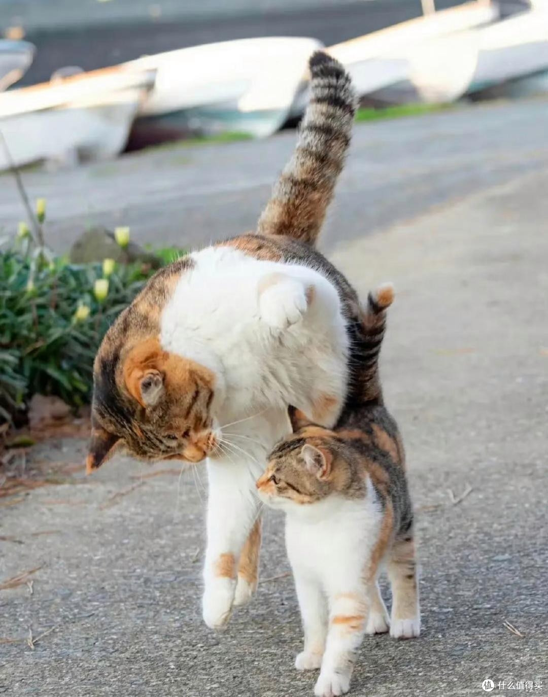 自打小猫进我家门,我藏了好久的孤独全给治没了