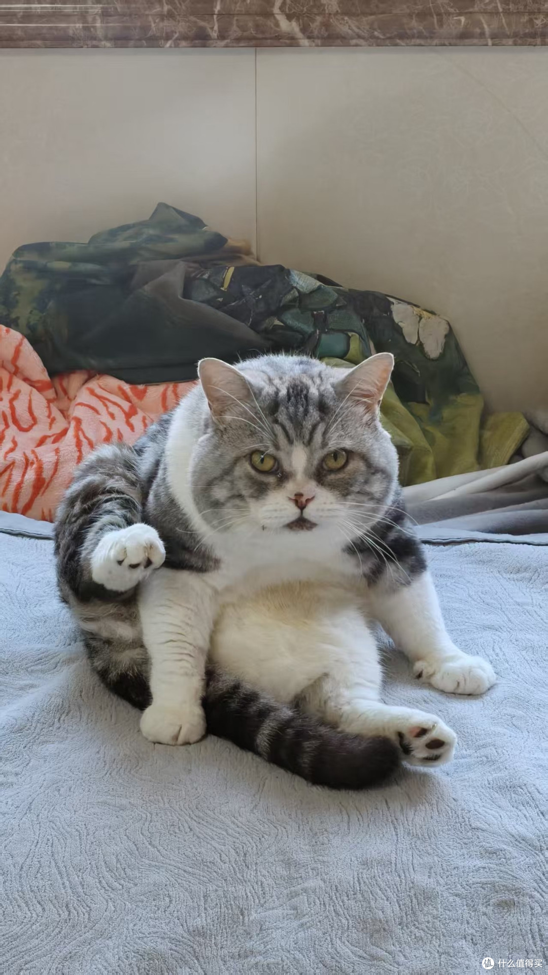 猫咪年糕的可爱日常