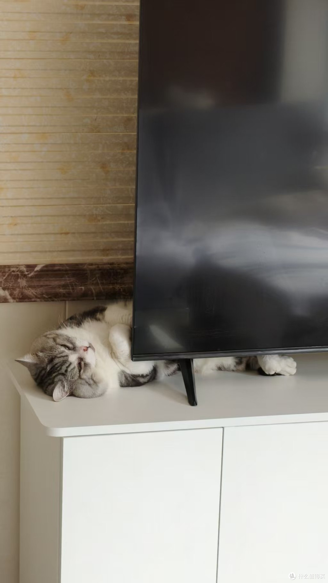 猫咪年糕的可爱日常