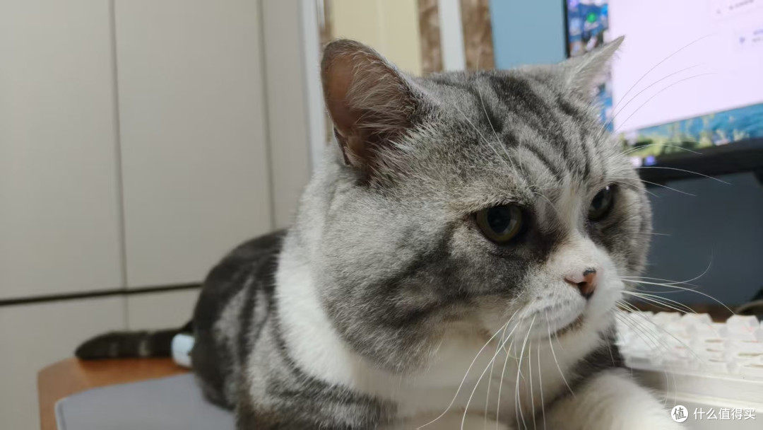 猫咪年糕的可爱日常