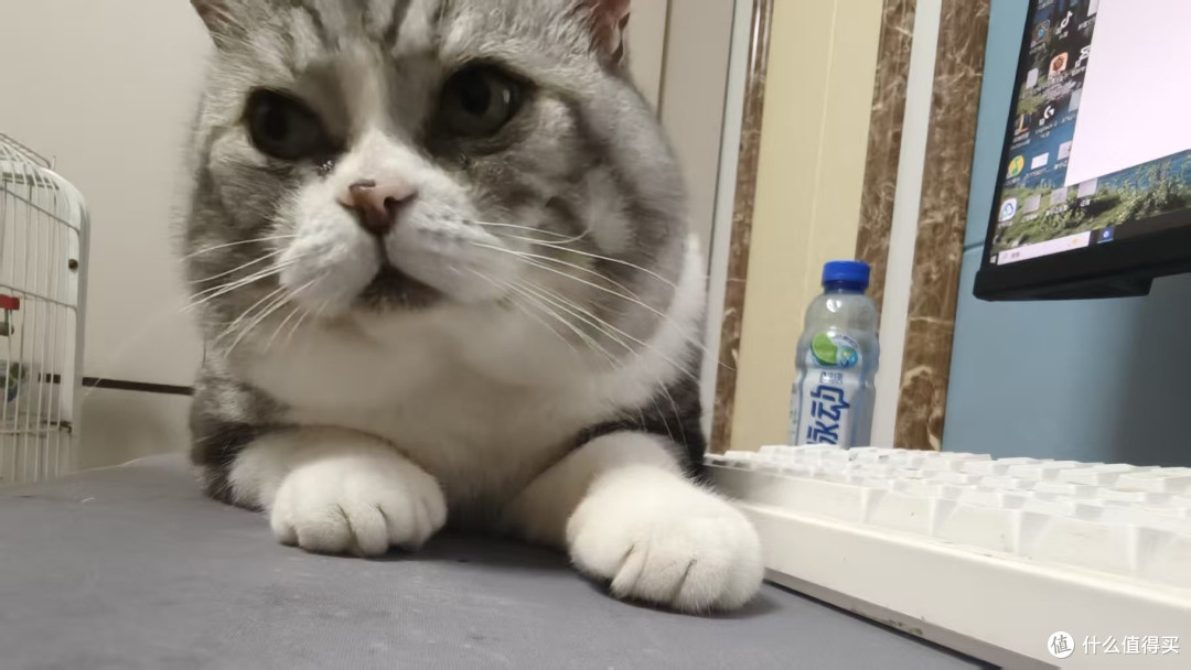猫咪年糕的可爱日常