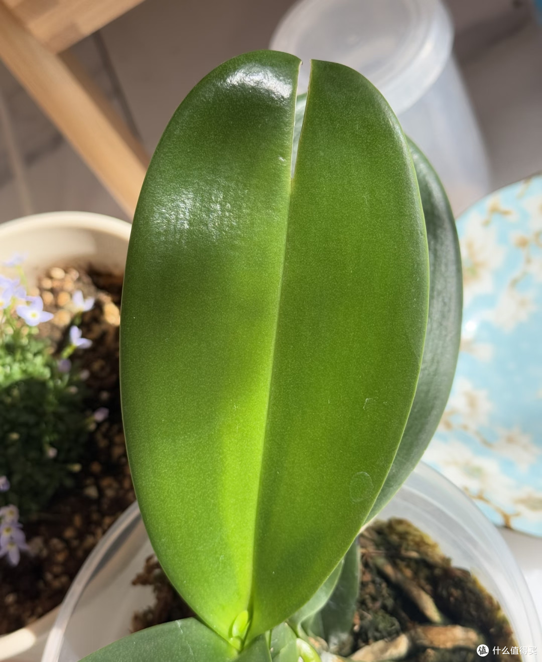 8月底了,蝴蝶兰这“4种”叶片抓紧剪!否则影响秋冬开花