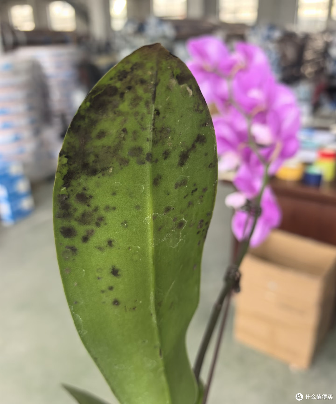 8月底了,蝴蝶兰这“4种”叶片抓紧剪!否则影响秋冬开花