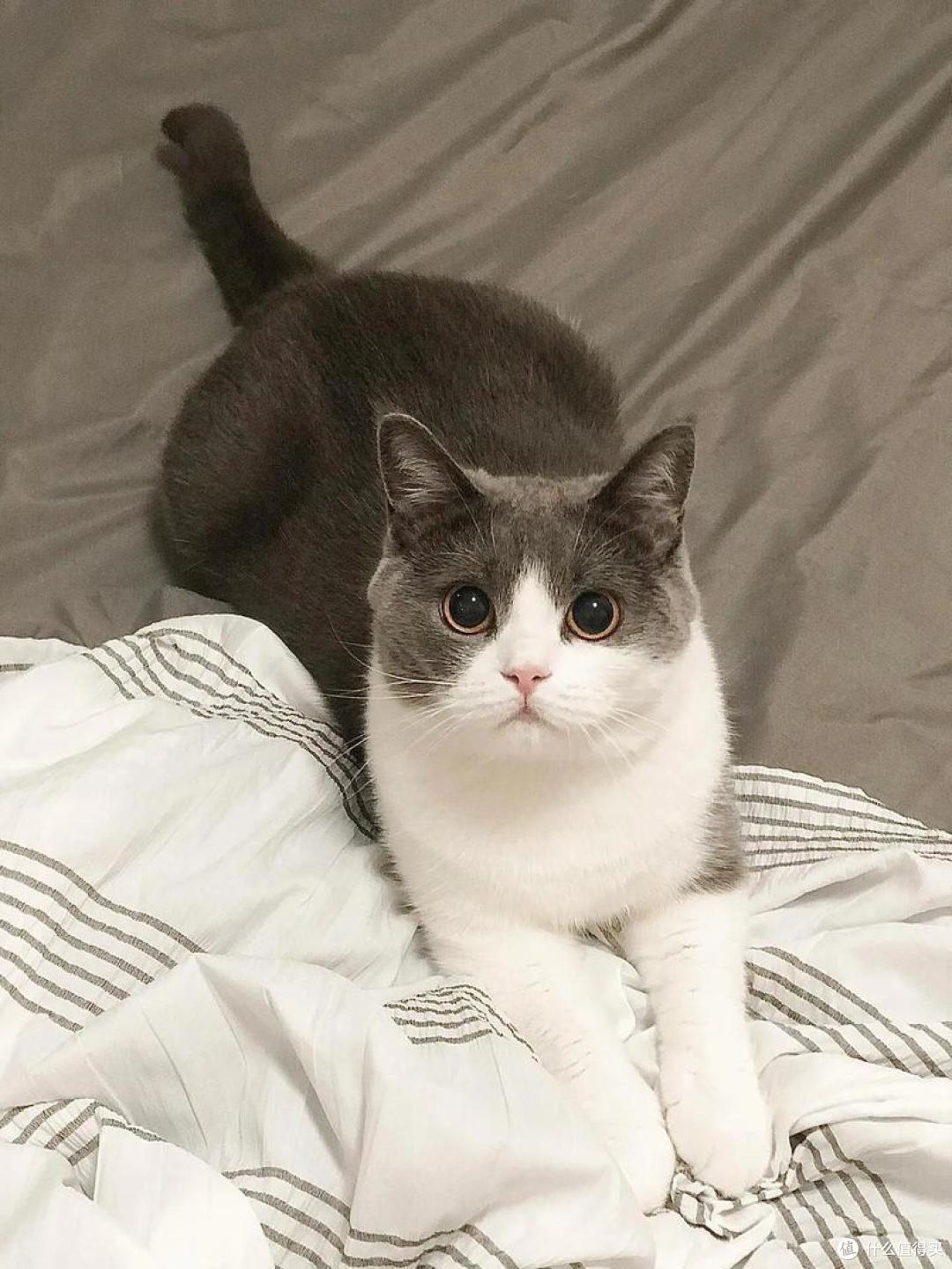 长大的猫总爱默默陪你发呆?原因暖哭铲屎官