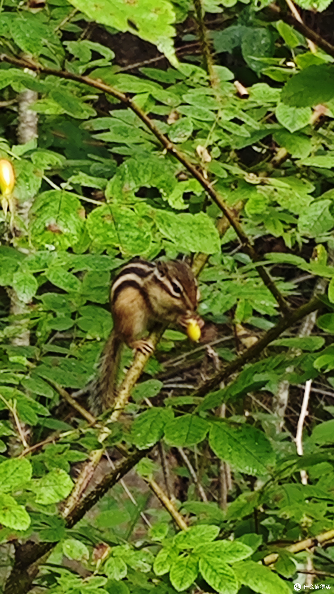 花栗鼠
