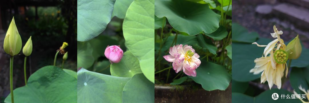 古寺寻静,两得福缘,游国清寺心安然