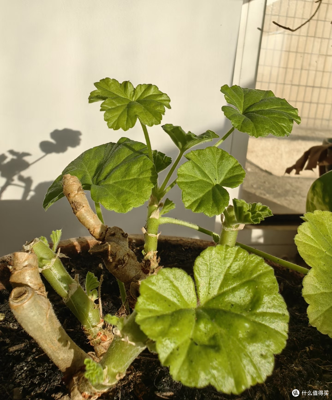 天竺葵开花看叶间距!秋季“控旺促花”用3步,10月开“爆花”