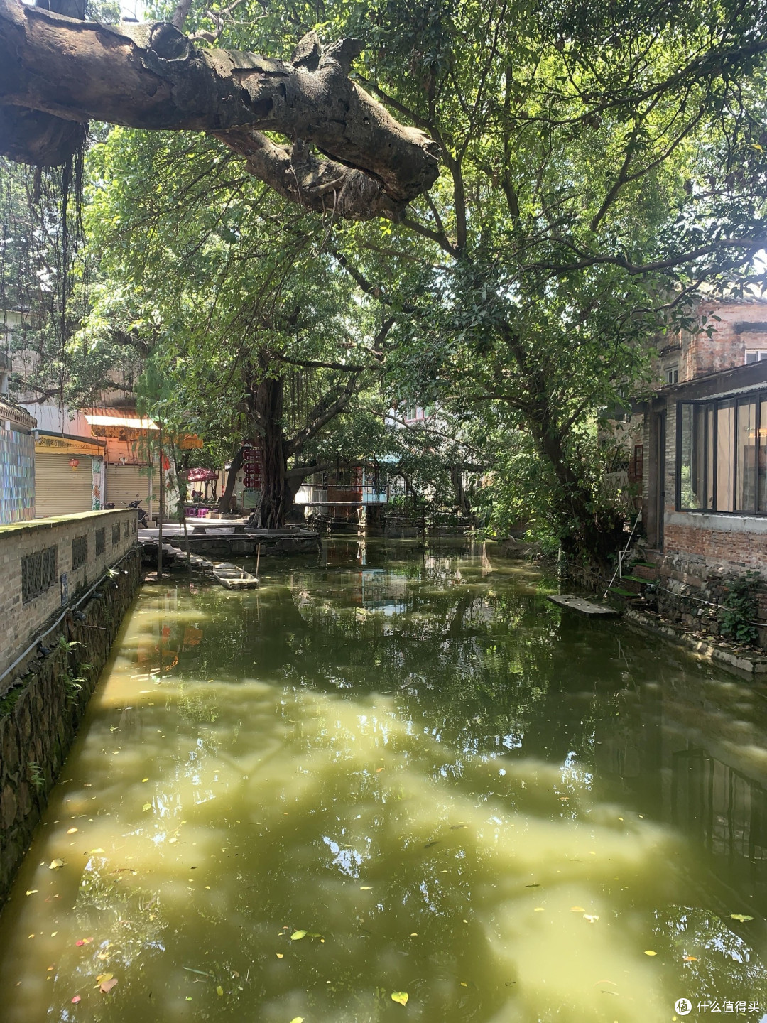 佛山逢简水乡：岭南的“小桥流水”，秋天去正好

