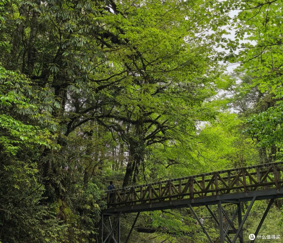 夏去秋来好出游|雅安龙苍沟森林公园,躲进原始森林吸氧避暑