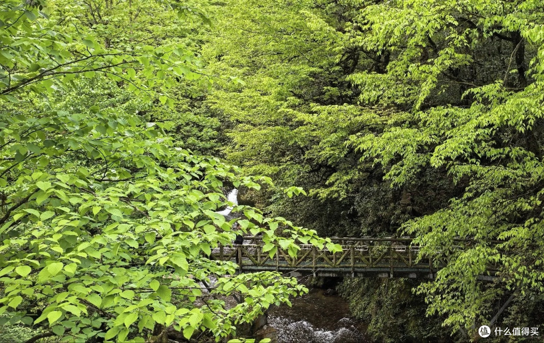 夏去秋来好出游|雅安龙苍沟森林公园,躲进原始森林吸氧避暑