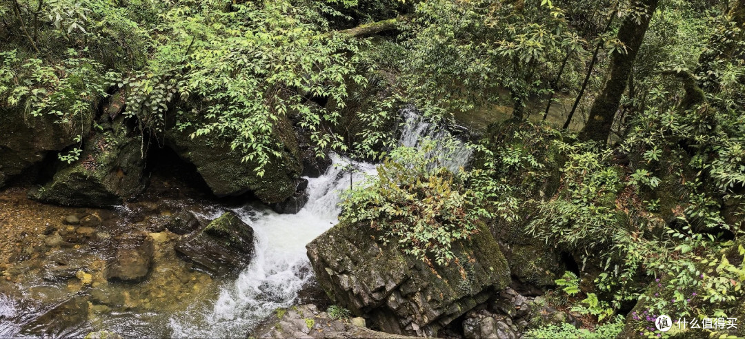 夏去秋来好出游|雅安龙苍沟森林公园,躲进原始森林吸氧避暑