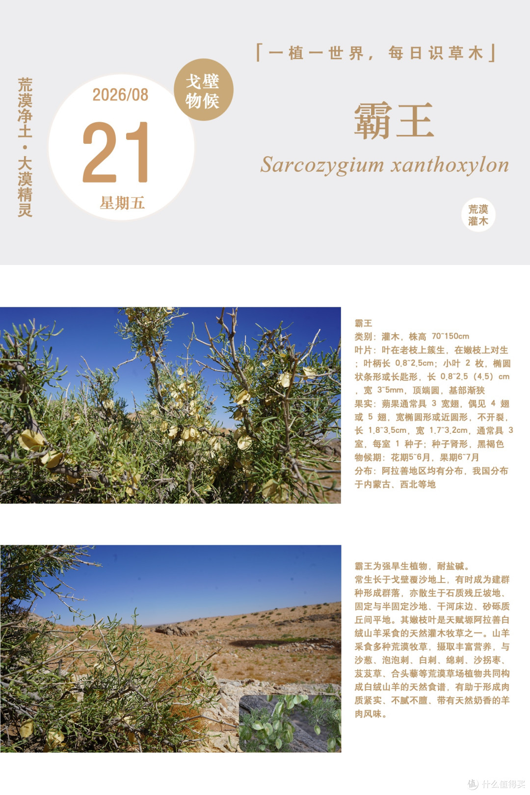 天赋塬・阿拉善白绒山羊肉的 "天然食谱"—— 霸王
