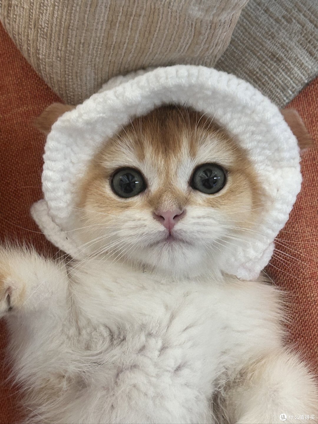 猫咪嘴笨不会说爱,一举一动全是藏不住的在乎