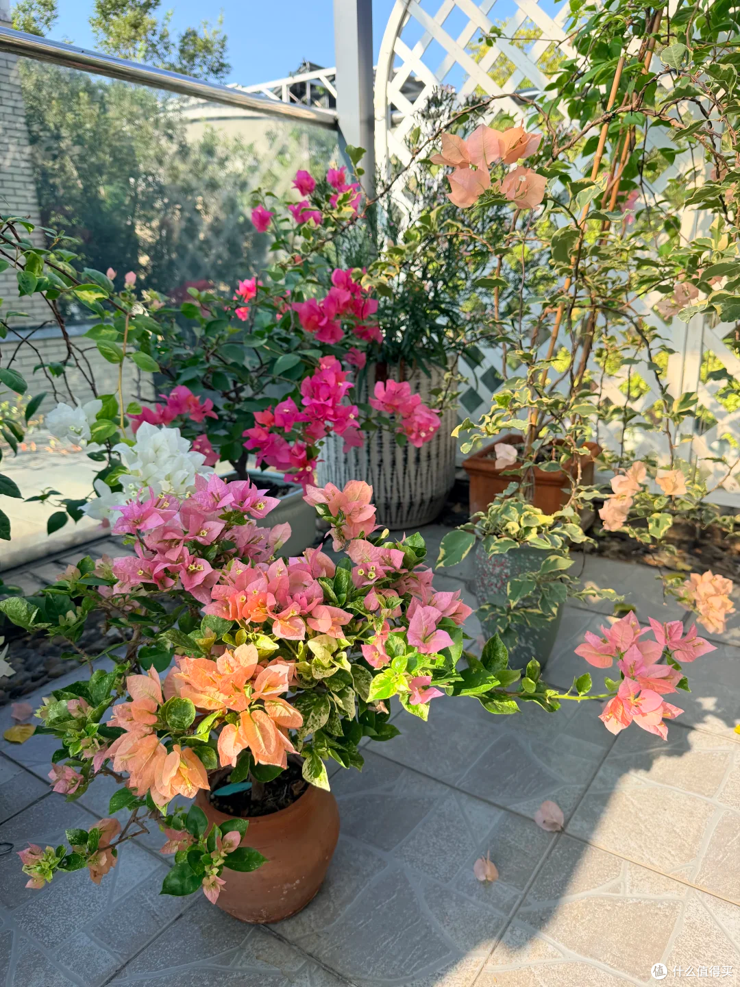 出伏后,这10种花别手软,直接“剃光头”,秋天爆花,多到压弯枝