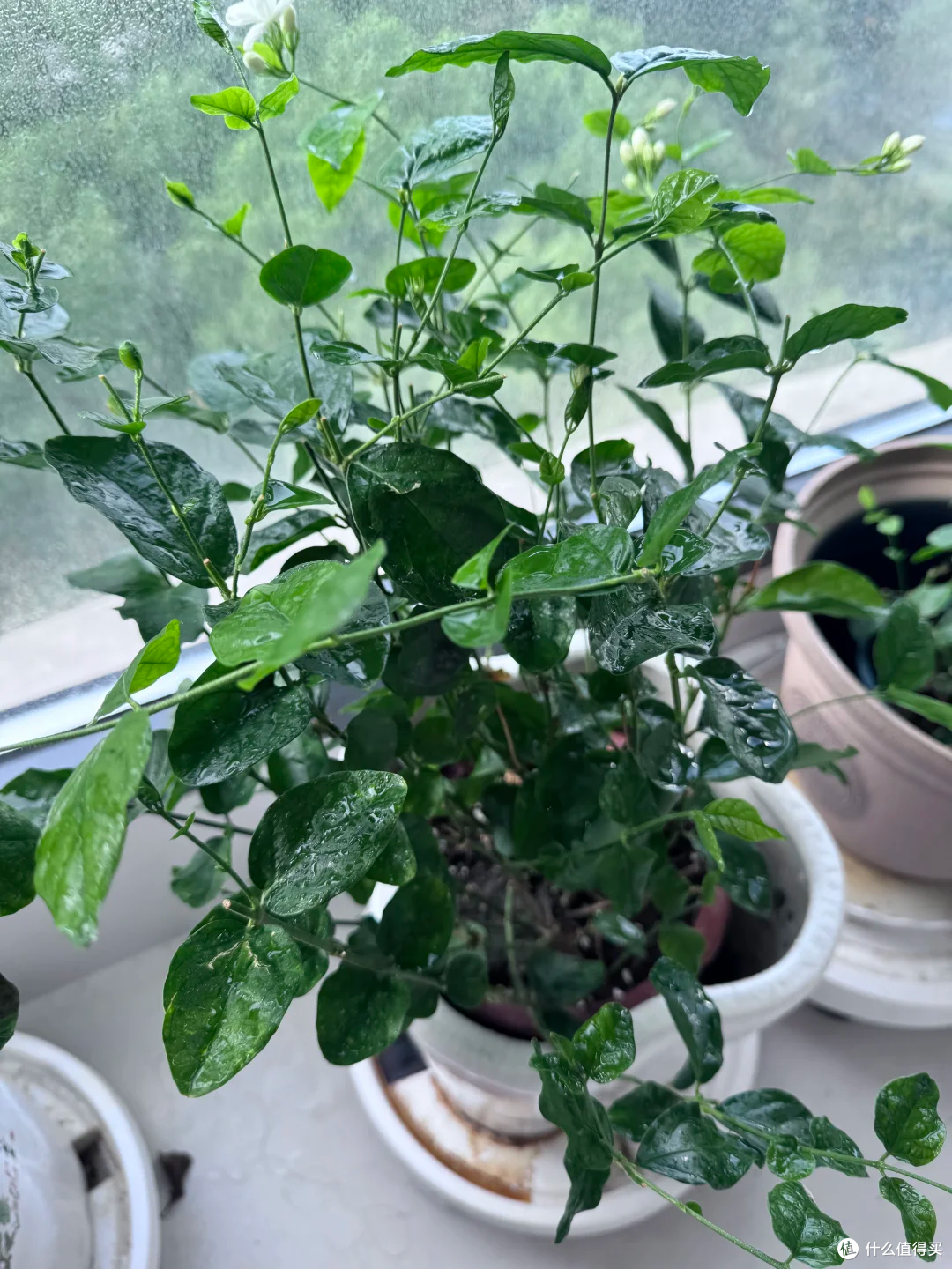 出伏后,这10种花别手软,直接“剃光头”,秋天爆花,多到压弯枝