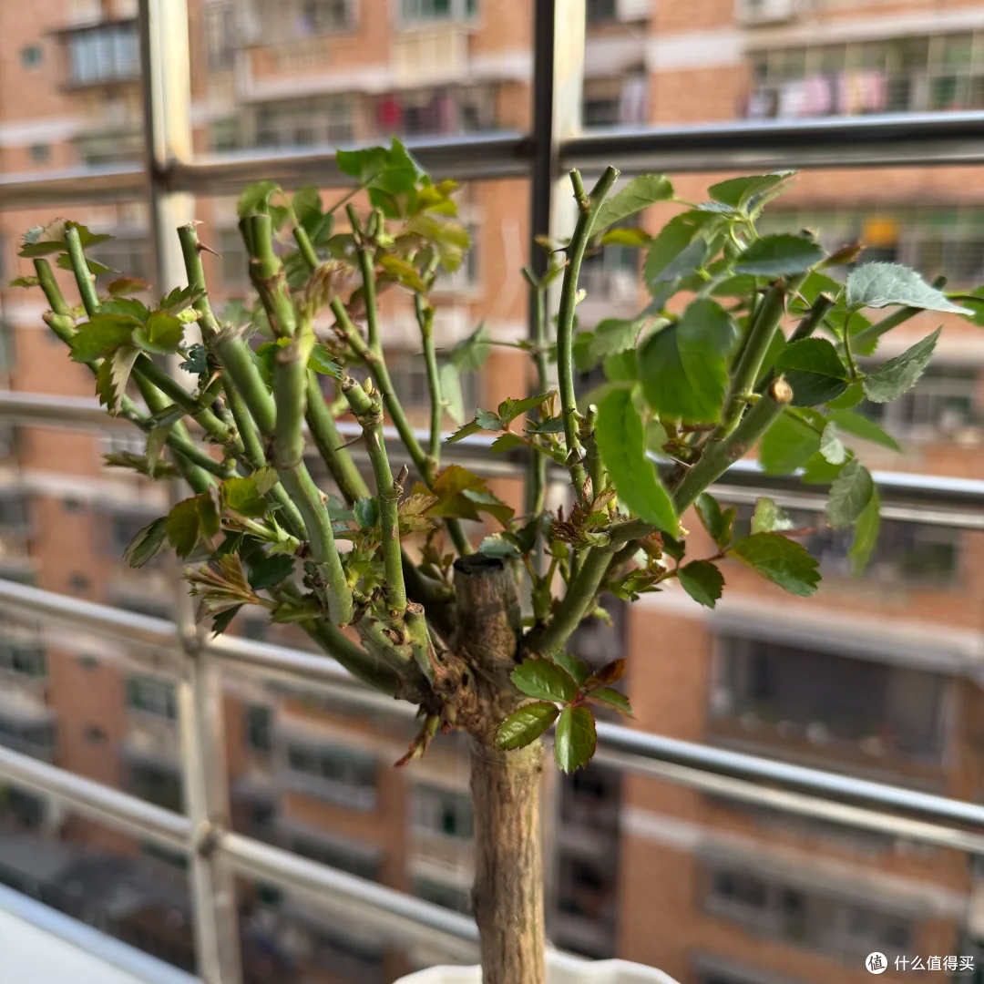 出伏后,这10种花别手软,直接“剃光头”,秋天爆花,多到压弯枝