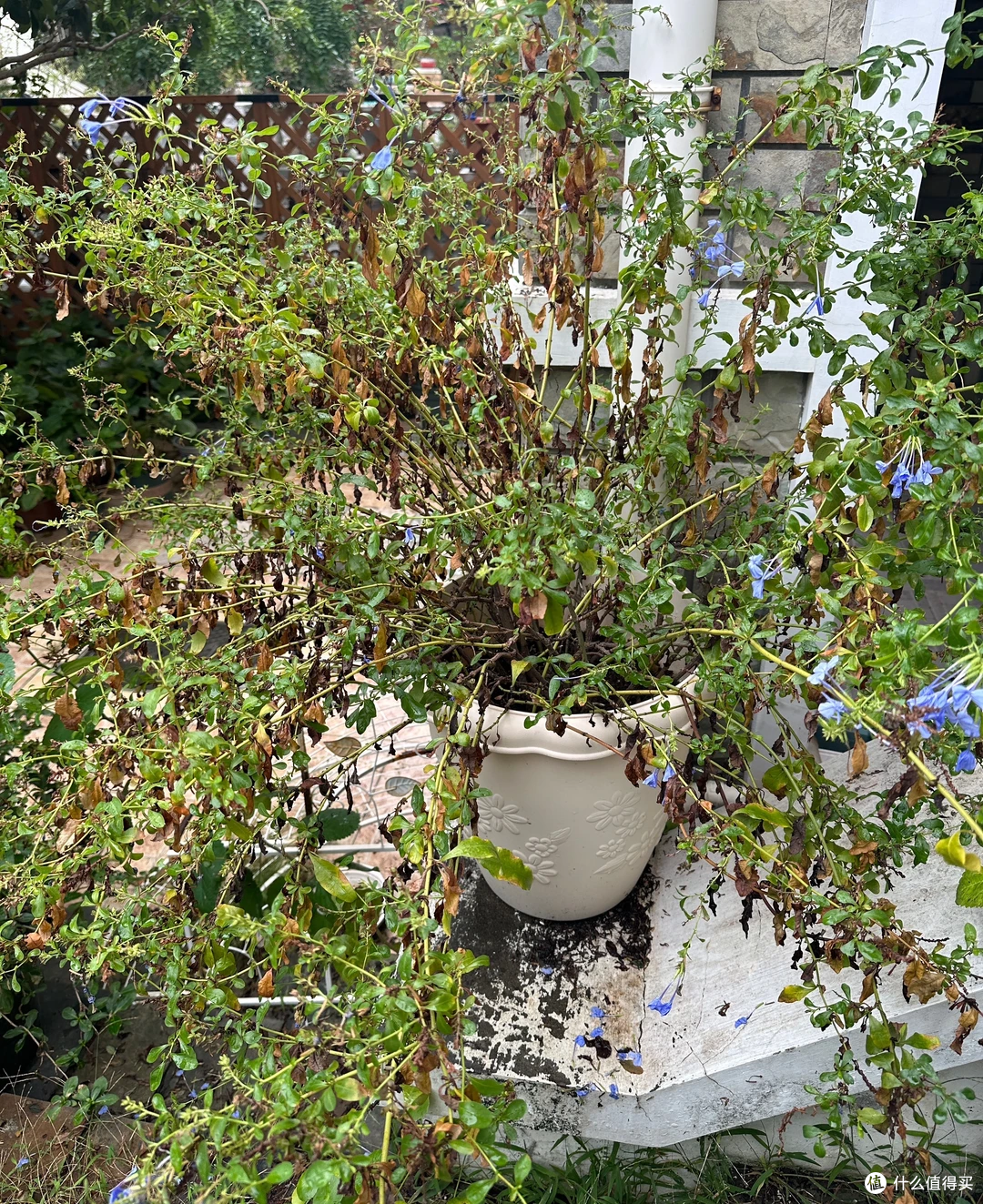 出伏后,这10种花别手软,直接“剃光头”,秋天爆花,多到压弯枝