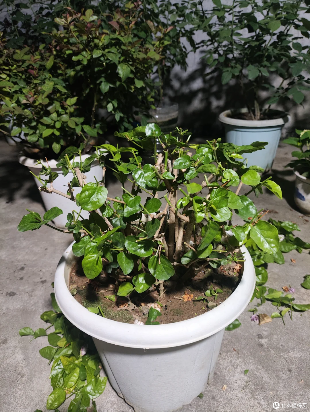 出伏后,这10种花别手软,直接“剃光头”,秋天爆花,多到压弯枝