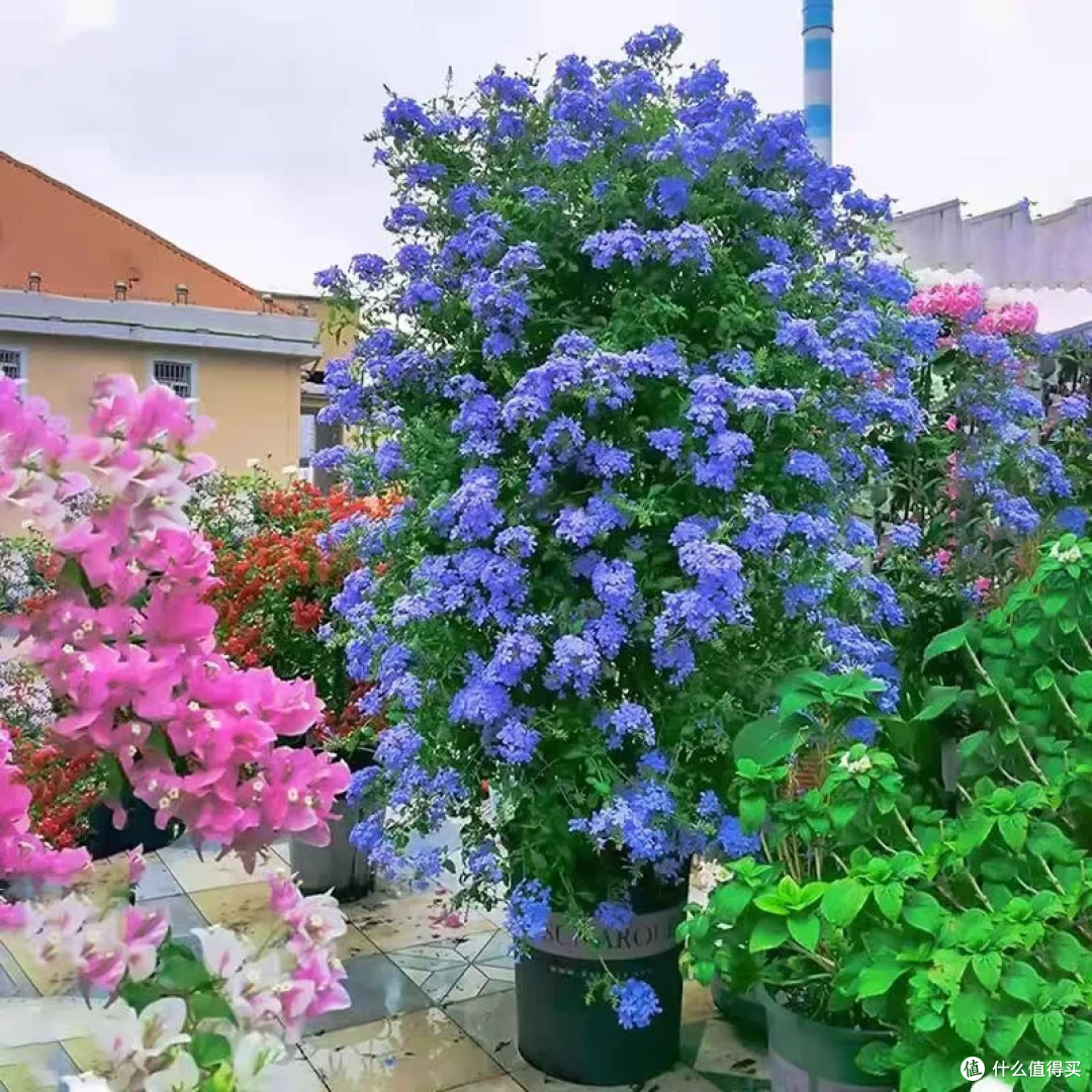 出伏后,这10种花别手软,直接“剃光头”,秋天爆花,多到压弯枝