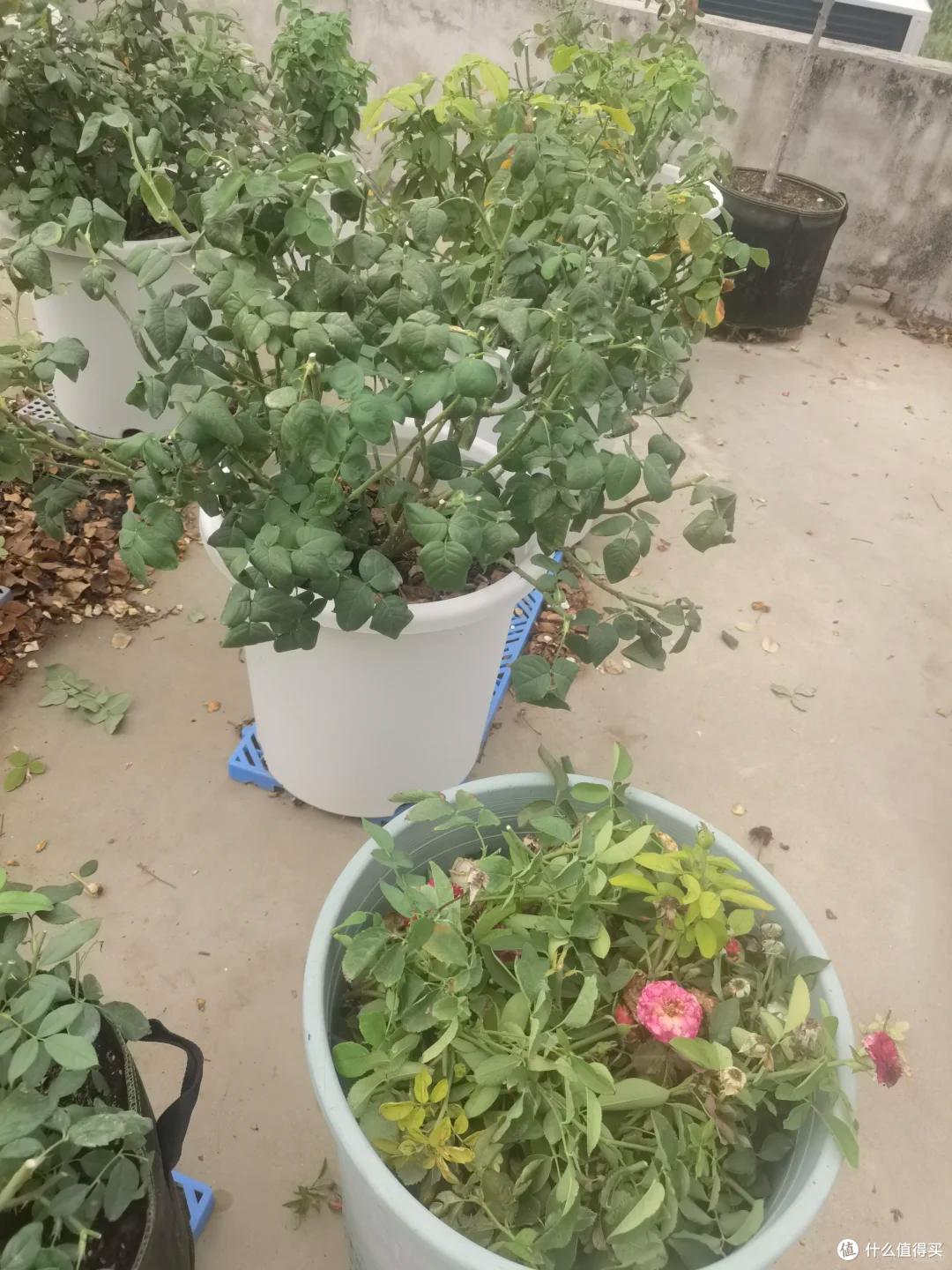 出伏后,这10种花别手软,直接“剃光头”,秋天爆花,多到压弯枝