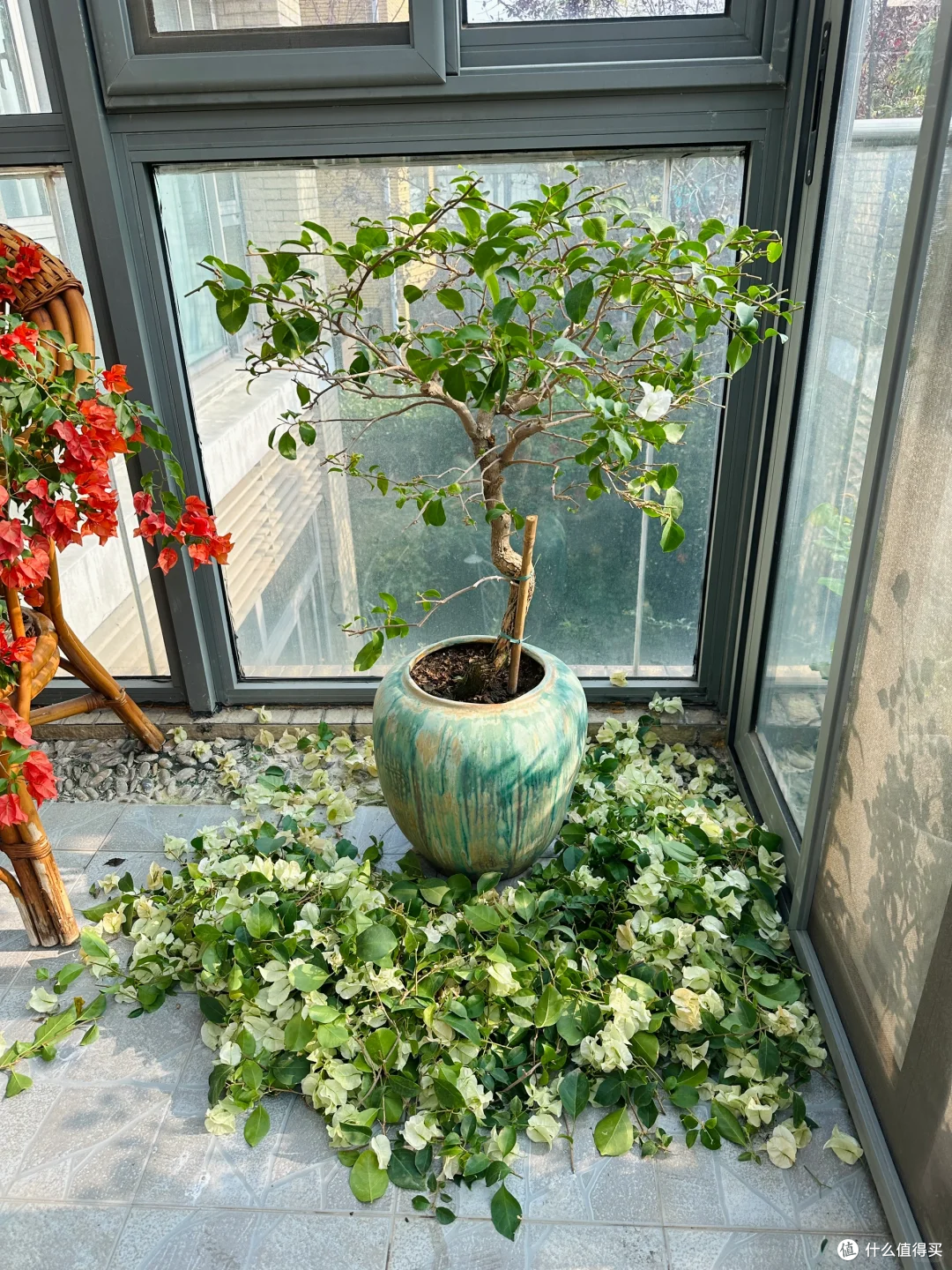 出伏后,这10种花别手软,直接“剃光头”,秋天爆花,多到压弯枝