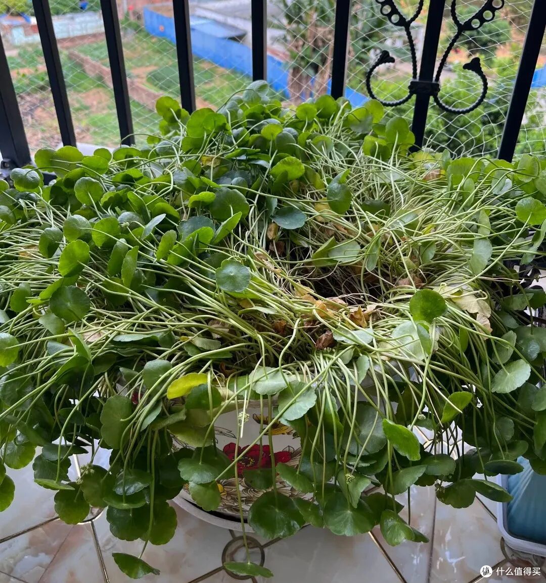 出伏后,这10种花别手软,直接“剃光头”,秋天爆花,多到压弯枝