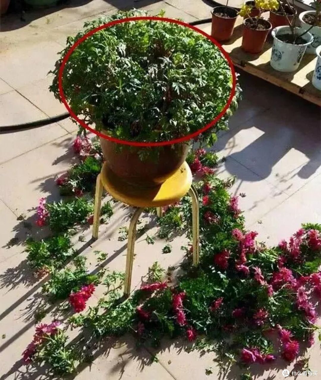 出伏后,这10种花别手软,直接“剃光头”,秋天爆花,多到压弯枝