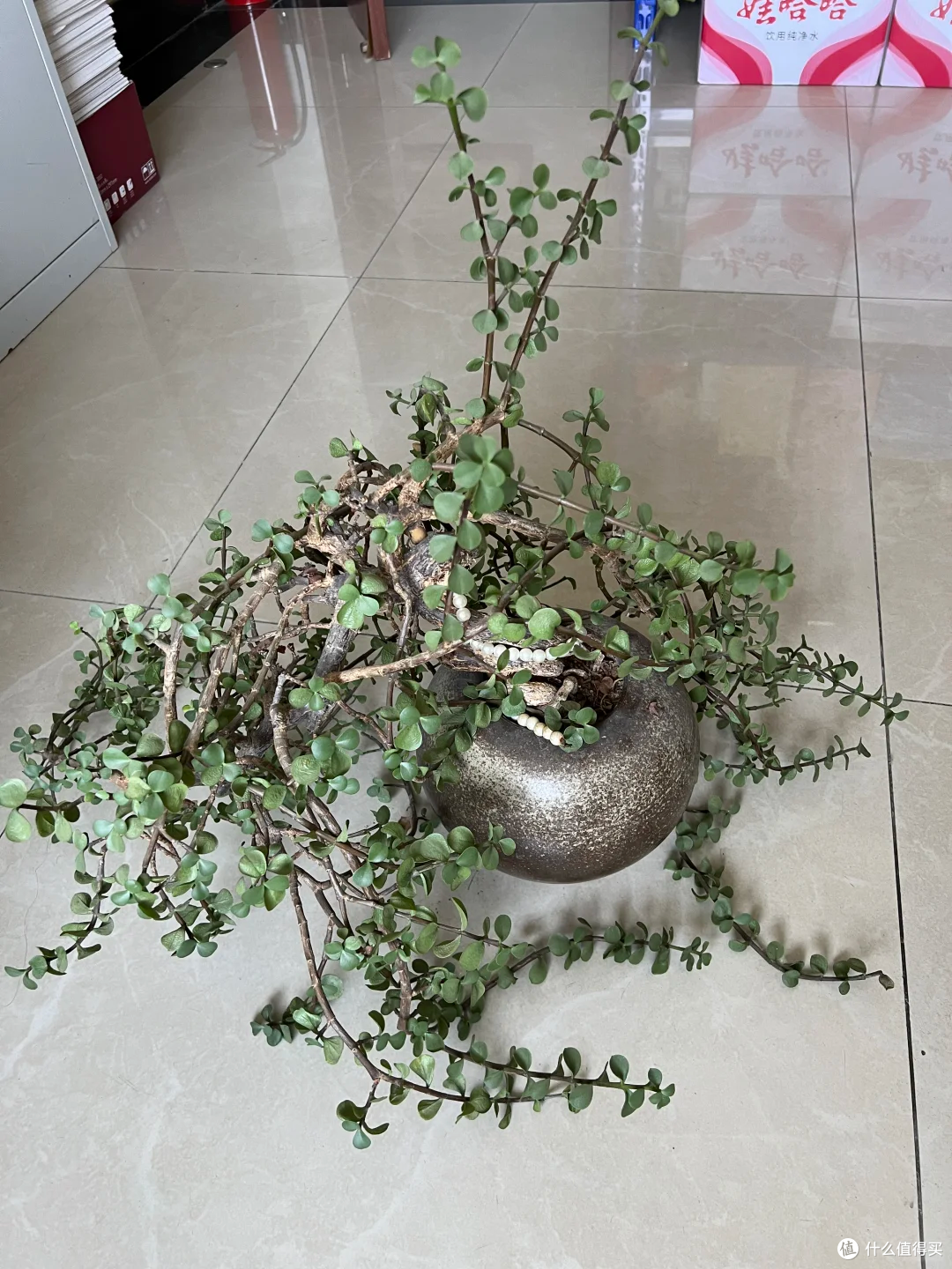 出伏后,这10种花别手软,直接“剃光头”,秋天爆花,多到压弯枝
