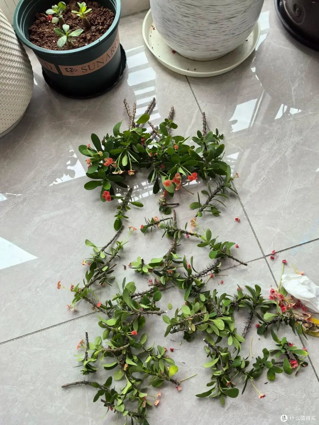 出伏后,这10种花别手软,直接“剃光头”,秋天爆花,多到压弯枝
