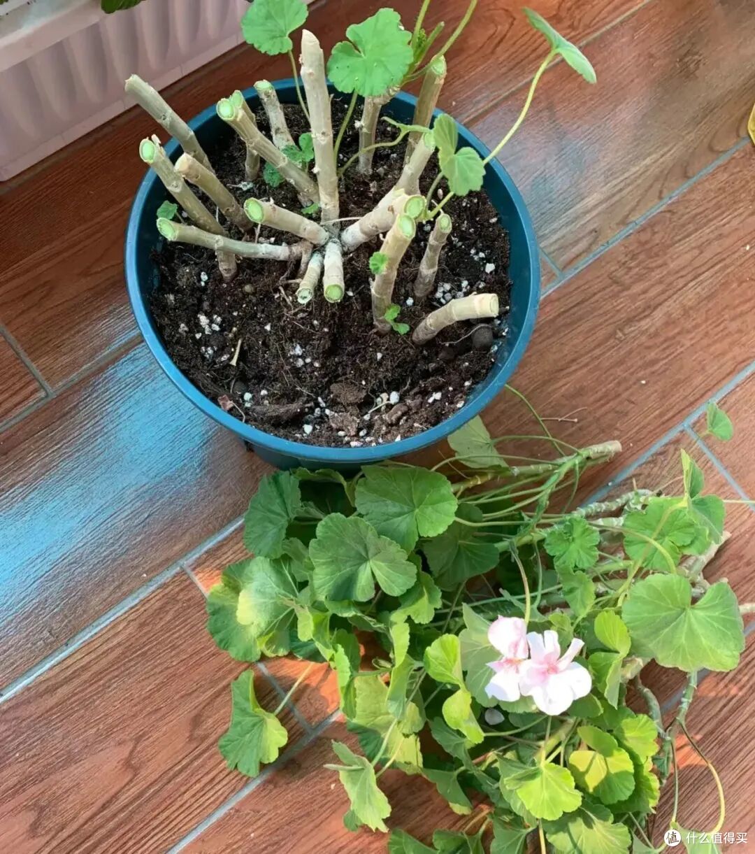 出伏后,这10种花别手软,直接“剃光头”,秋天爆花,多到压弯枝